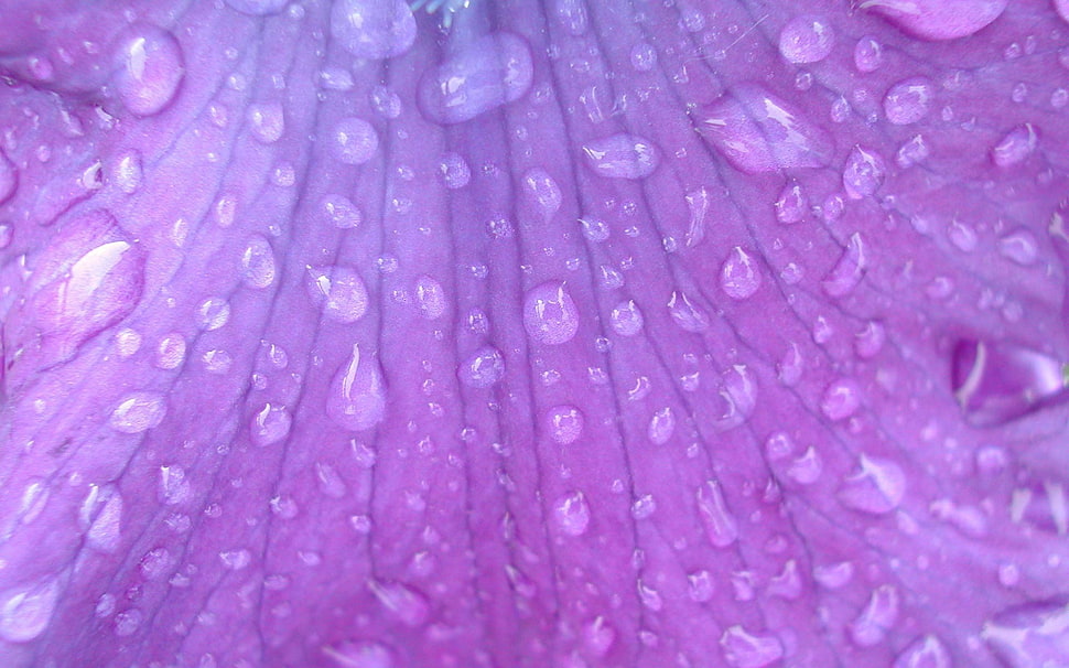 Petal,  Background,  Drops,  Surface HD wallpaper