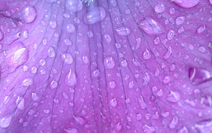 Petal,  Background,  Drops,  Surface