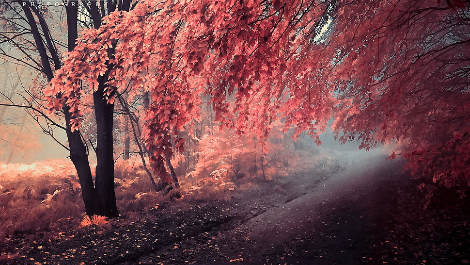 pink tree, trees, fall, leaves HD wallpaper