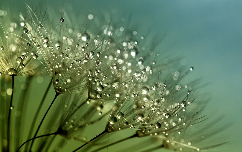 close up photo of dew on flower HD wallpaper