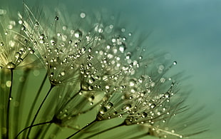 close up photo of dew on flower