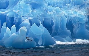 blue ice bergs, Antarctica, iceberg, birds, penguins