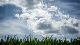 white clouds, nature, sky, grass, worm's eye view