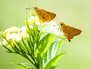 two brown butterflies HD wallpaper