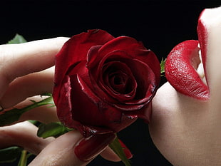 woman hold Red rose