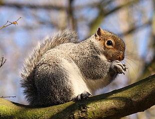 closeup photo of squirrel on trunk