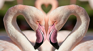 tilt lenst photography of two Flamingos