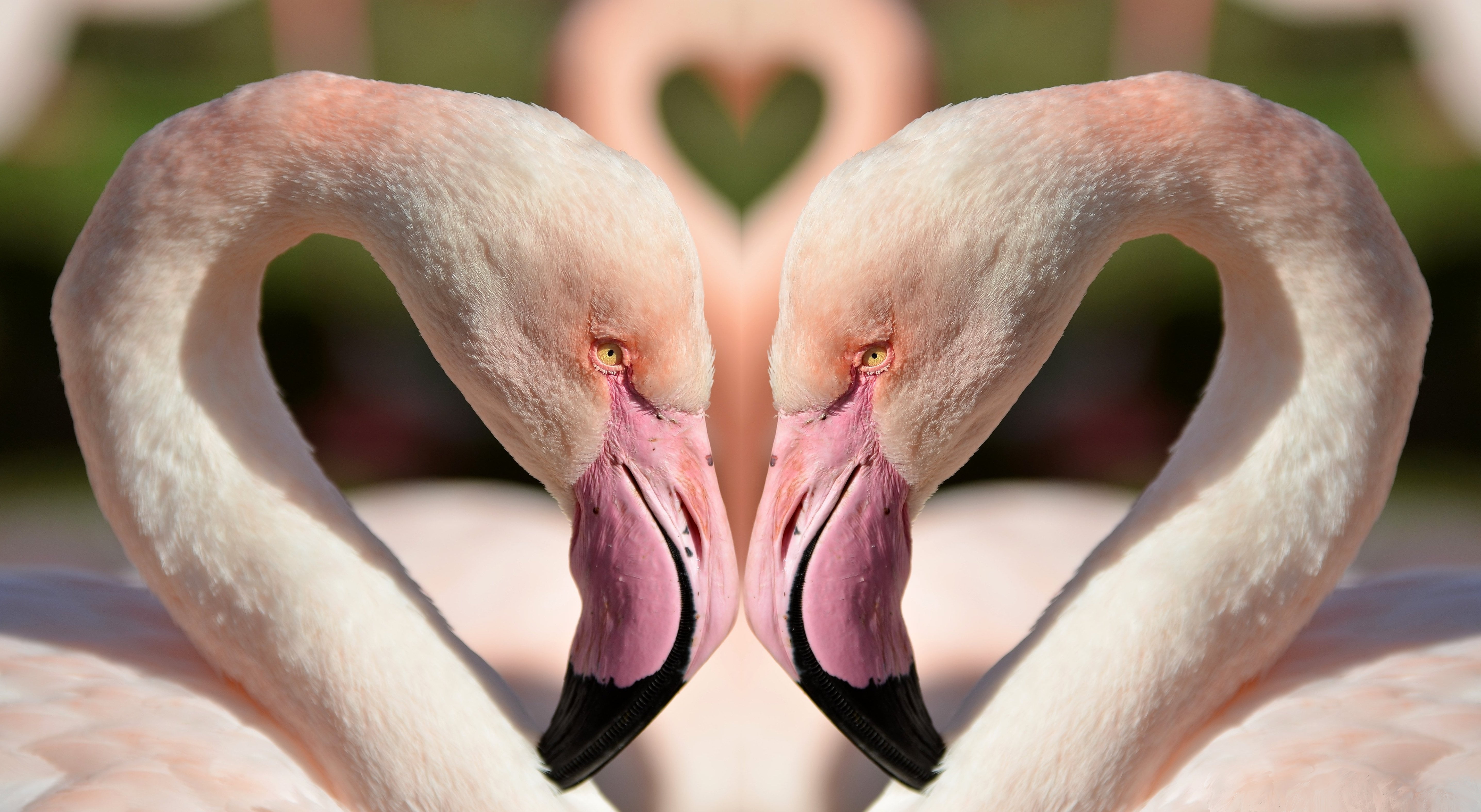 tilt lenst photography of two Flamingos