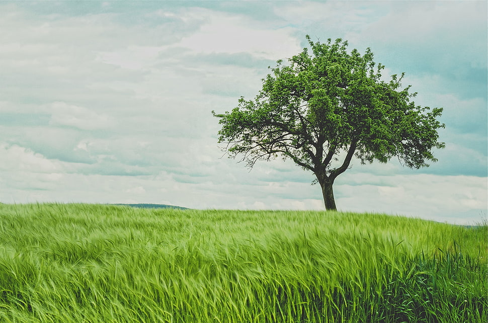 green leaf tree under white sky HD wallpaper