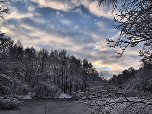 winter forest during day time HD wallpaper