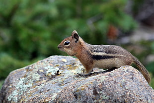 brown squirrel on brown stone, estes park, colorado