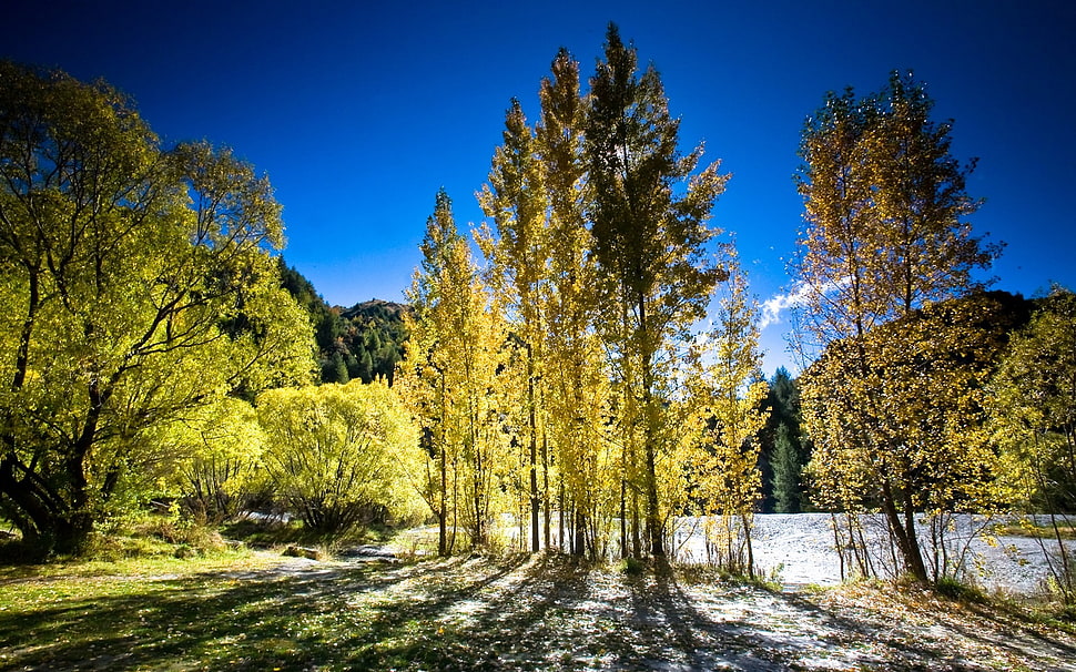 green trees, nature, landscape, trees, forest HD wallpaper