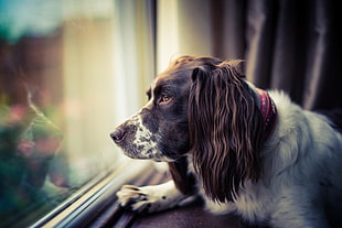 liver and white English Springer Spaniel