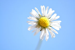 macro photography of white daisy
