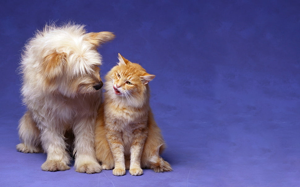 long-coated white dog with orange Tabby cat HD wallpaper