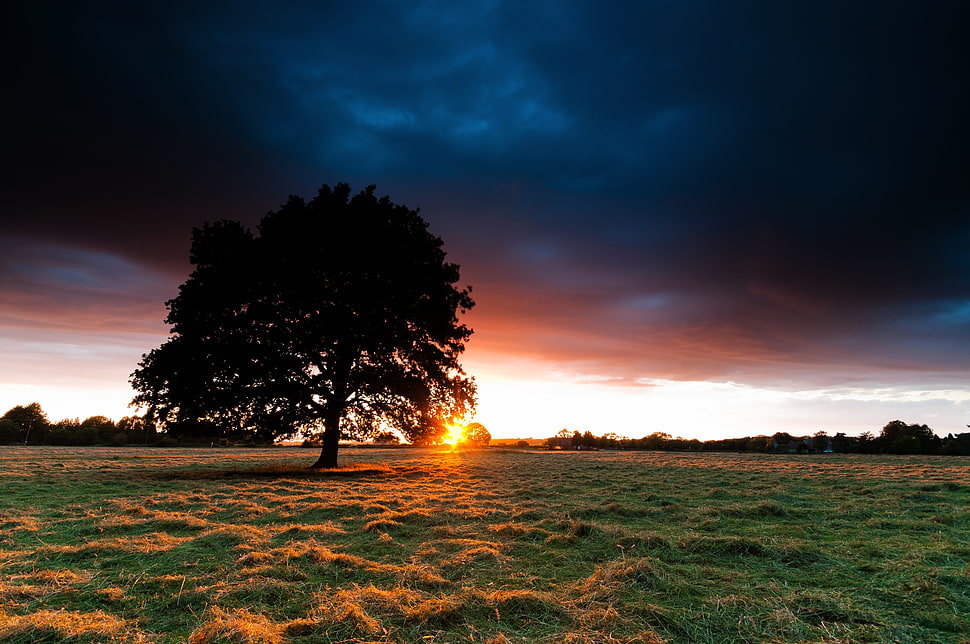 silhouette of tree during dawn HD wallpaper