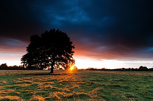 silhouette of tree during dawn