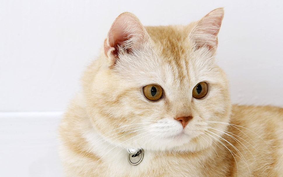 orange Tabby cat photography HD wallpaper