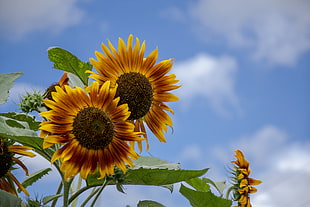 selective focus photo of sunflower on daytime