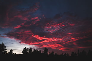 silhouette of trees under red cloud during golden hour
