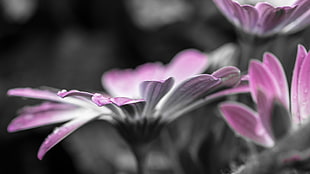 selective color photo of purple flowers