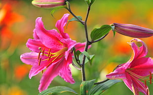 pink Lilies selective-focus photography HD wallpaper