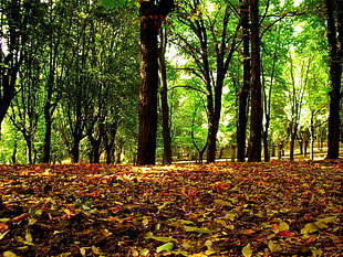 dried leaves on ground with trees during daylight HD wallpaper