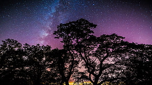 silhouette of trees, stars
