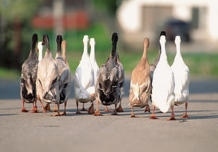 flocks of ducks