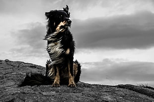 long-coated tan and black dog, black, white, sepia, dog