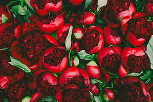red roses, Flowers, Buds, Petals