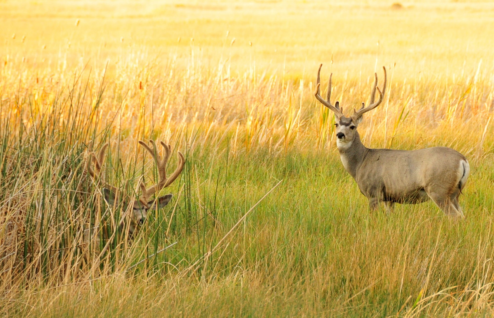 brown Deer in wild grass during day time