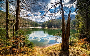 trees and lake, photography, nature, landscape, lake HD wallpaper
