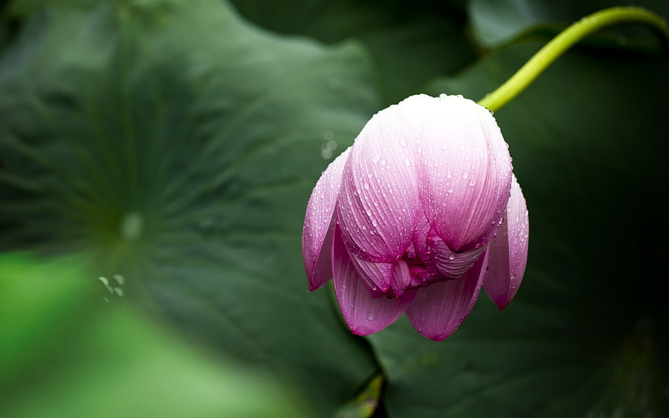 selective focus photography of pink Peony HD wallpaper