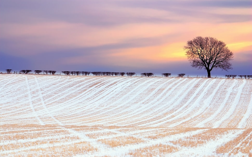 white and brown plains HD wallpaper