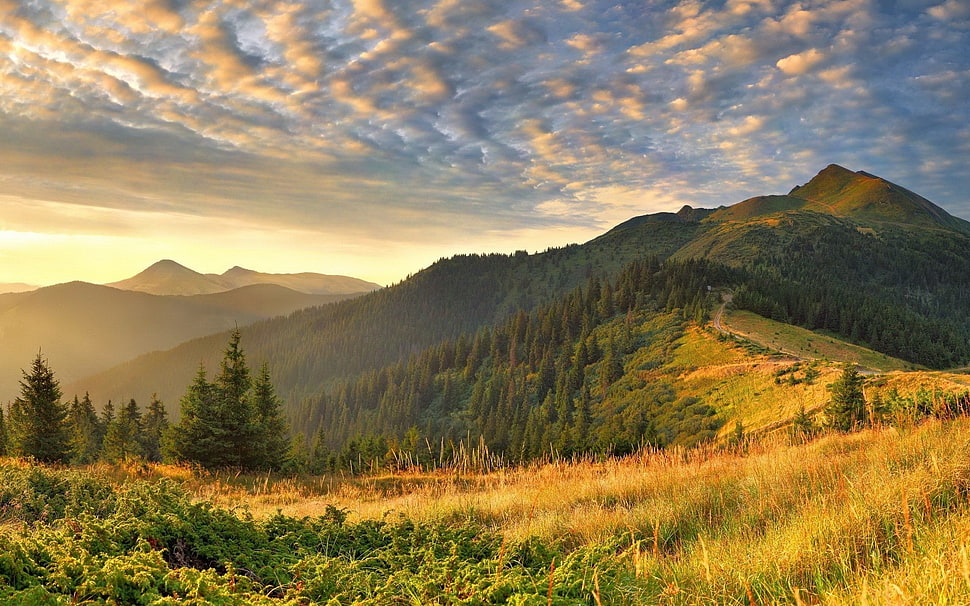 green tree, landscape HD wallpaper