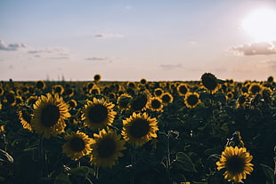 yellow sunflower field, Sunflowers, Field, Evening