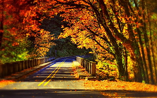 maple trees beside the road HD wallpaper