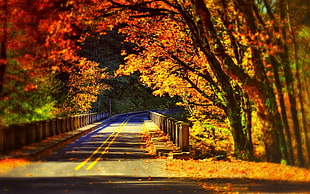 maple trees beside the road