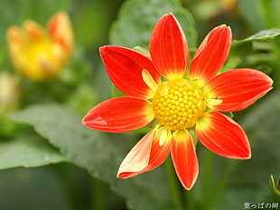 macro shot photography of orange and yellow Daisy flower