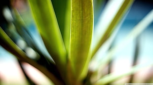focus photography of green plant, nature, plants, leaves, macro