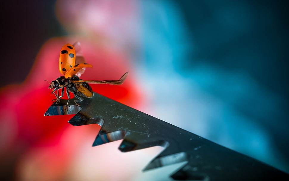 orange and black ladybug on black metal frame HD wallpaper