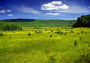green fields during daytime