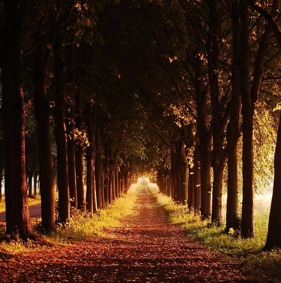 brown forest pathway, nature, fall, trees HD wallpaper