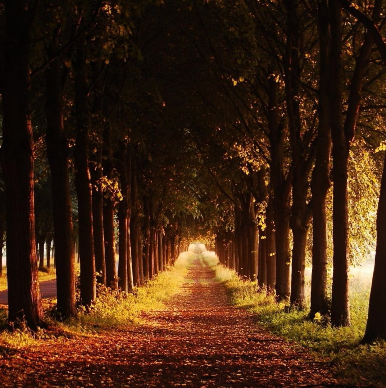 brown forest pathway, nature, fall, trees