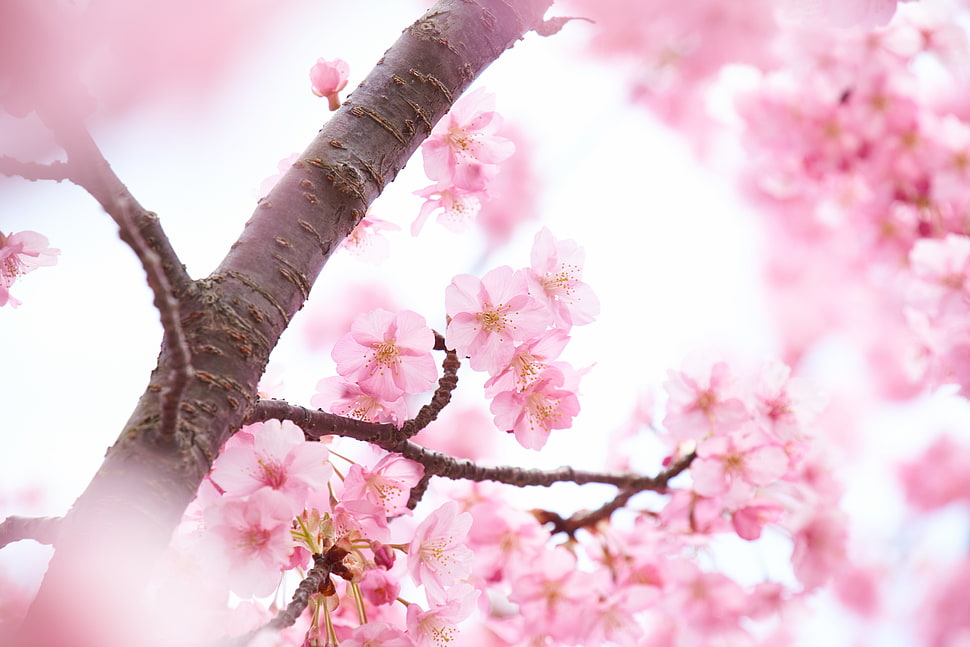 selective focus photography of pink cherry blossoms HD wallpaper