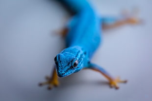 blue lizard, reptiles, gecko, animals HD wallpaper