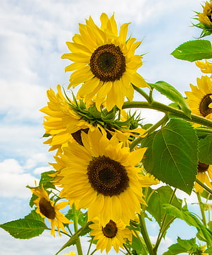 full bloom sunflower in close-up photography HD wallpaper