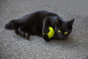 short-fur black cat, balls, tennis balls, cat, black cats