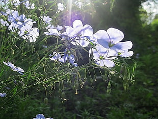 closeup photo of white 5-petaled flowers